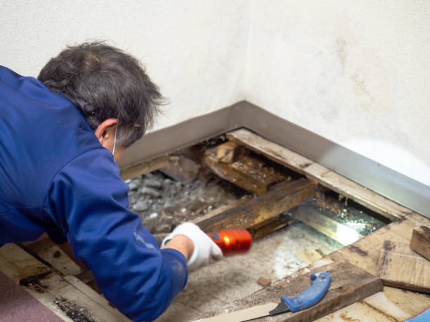Best Water Damage Restoration  in Merryville, LA
