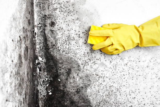 Best Affordable Mold Removal  in Merryville, LA