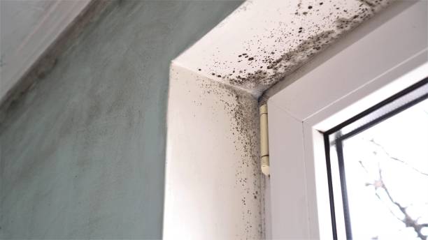 Best Emergency Mold Removal  in Merryville, LA
