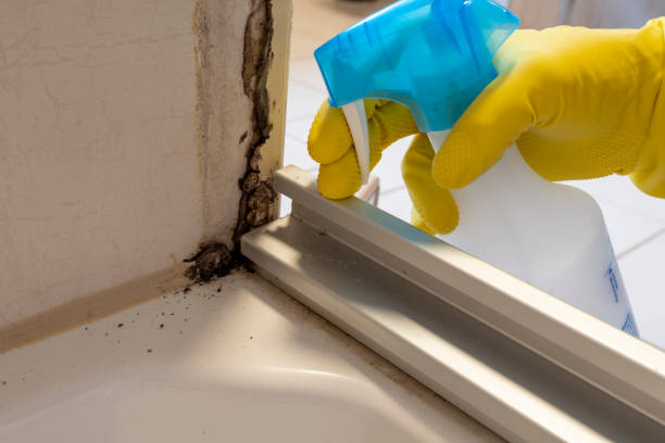 Best Crawl Space Mold Removal  in Merryville, LA