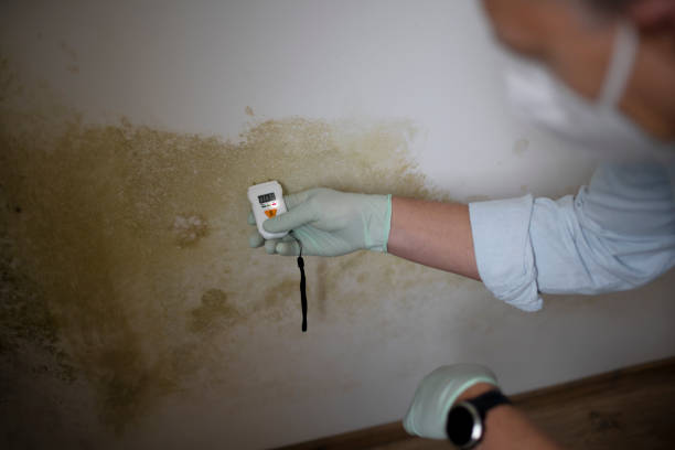 Best Mold Damage Repair  in Merryville, LA