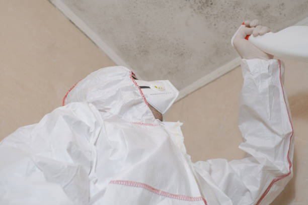 Best Certified Mold Removal  in Merryville, LA