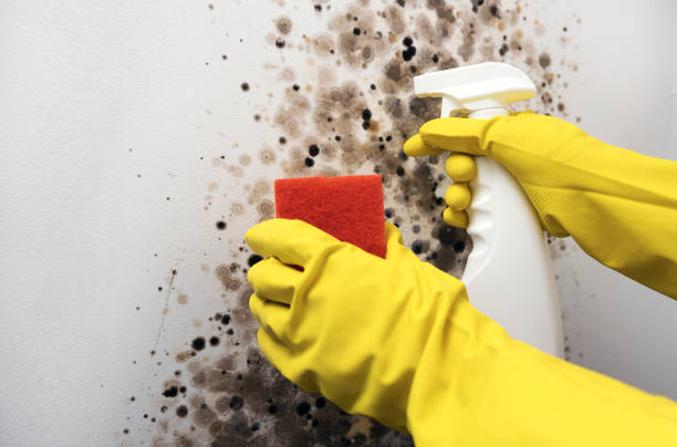 Best Affordable Mold Removal  in Merryville, LA