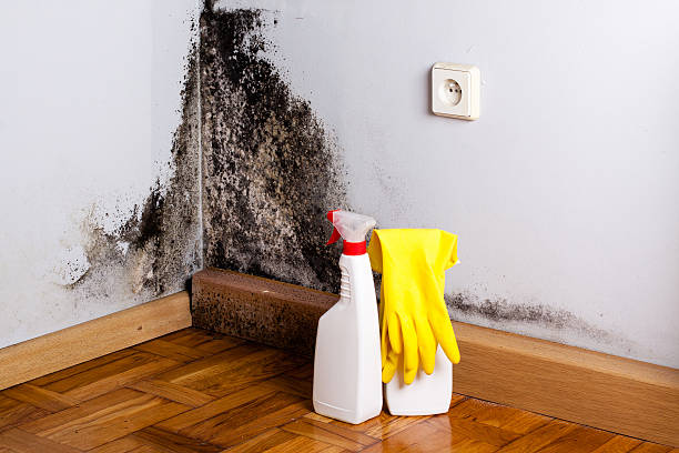 Trusted Merryville, LA Mold Removal Experts