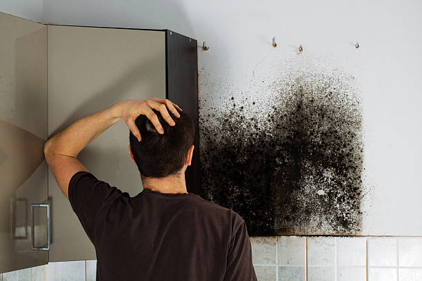 Best Professional Mold Removal  in Merryville, LA