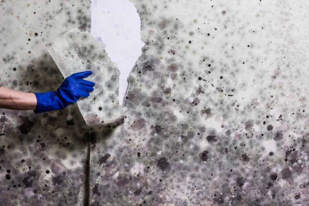 Best Mold Cleaning Services  in Merryville, LA